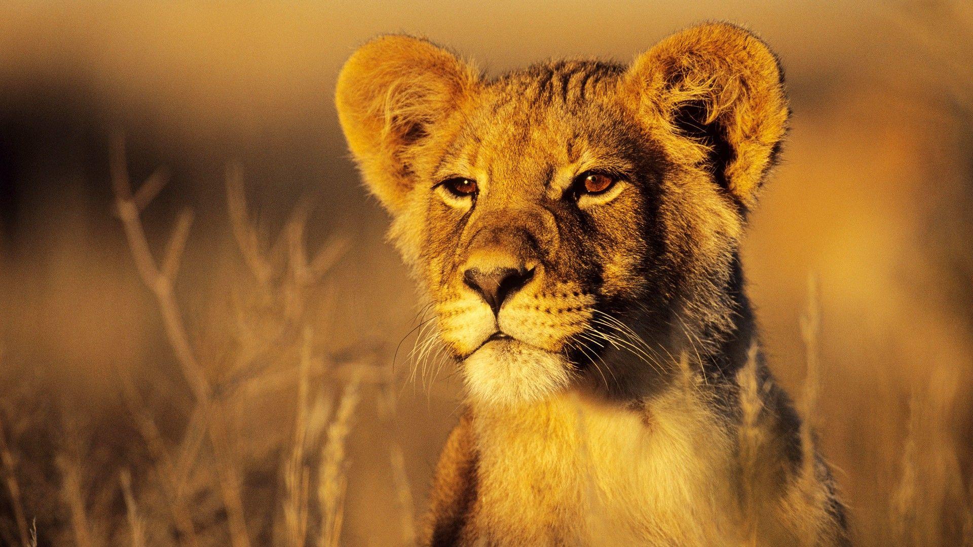 1920x1080 Lion Cub desktop PC and Mac .