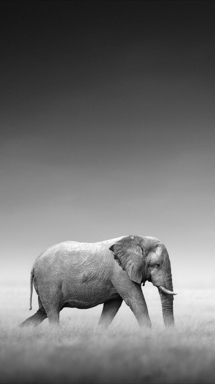 750x1334 iPhone Black And White Elephant