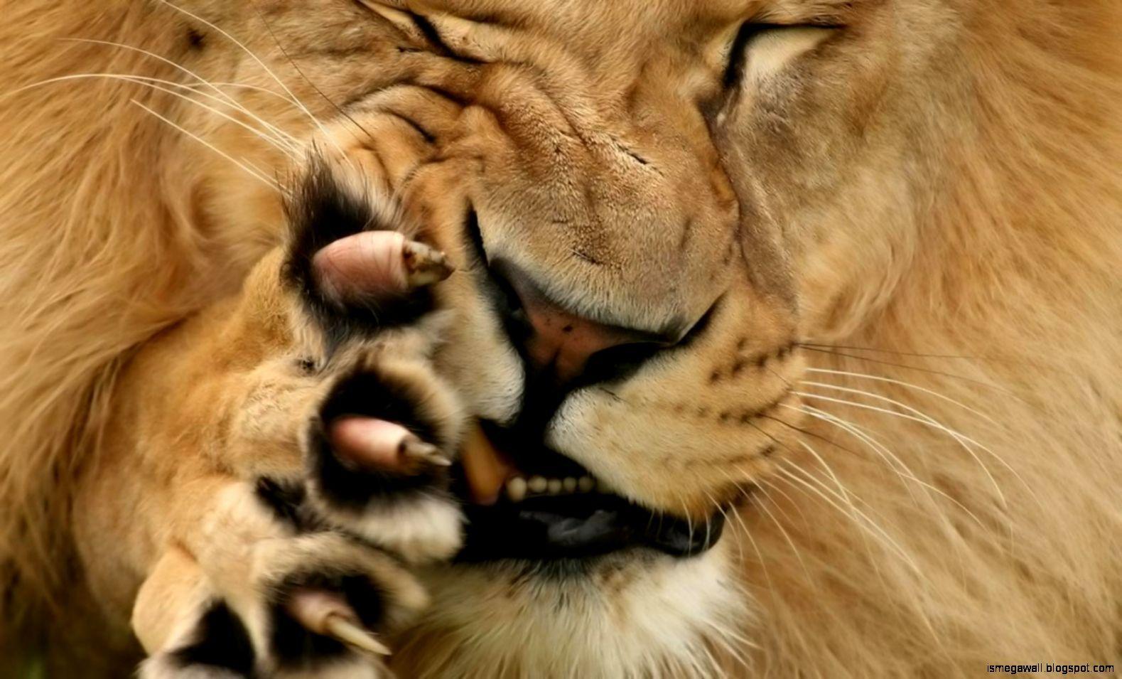 1579x955 Wallpaper For Mac Lion. Mega Wallpaperismegawall.