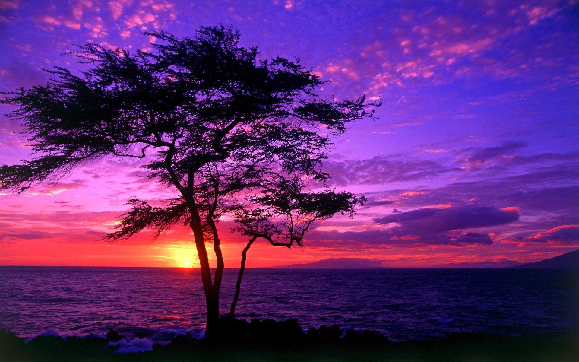 1920x1200 High Quality Purple Beach Sunset .wallpaper