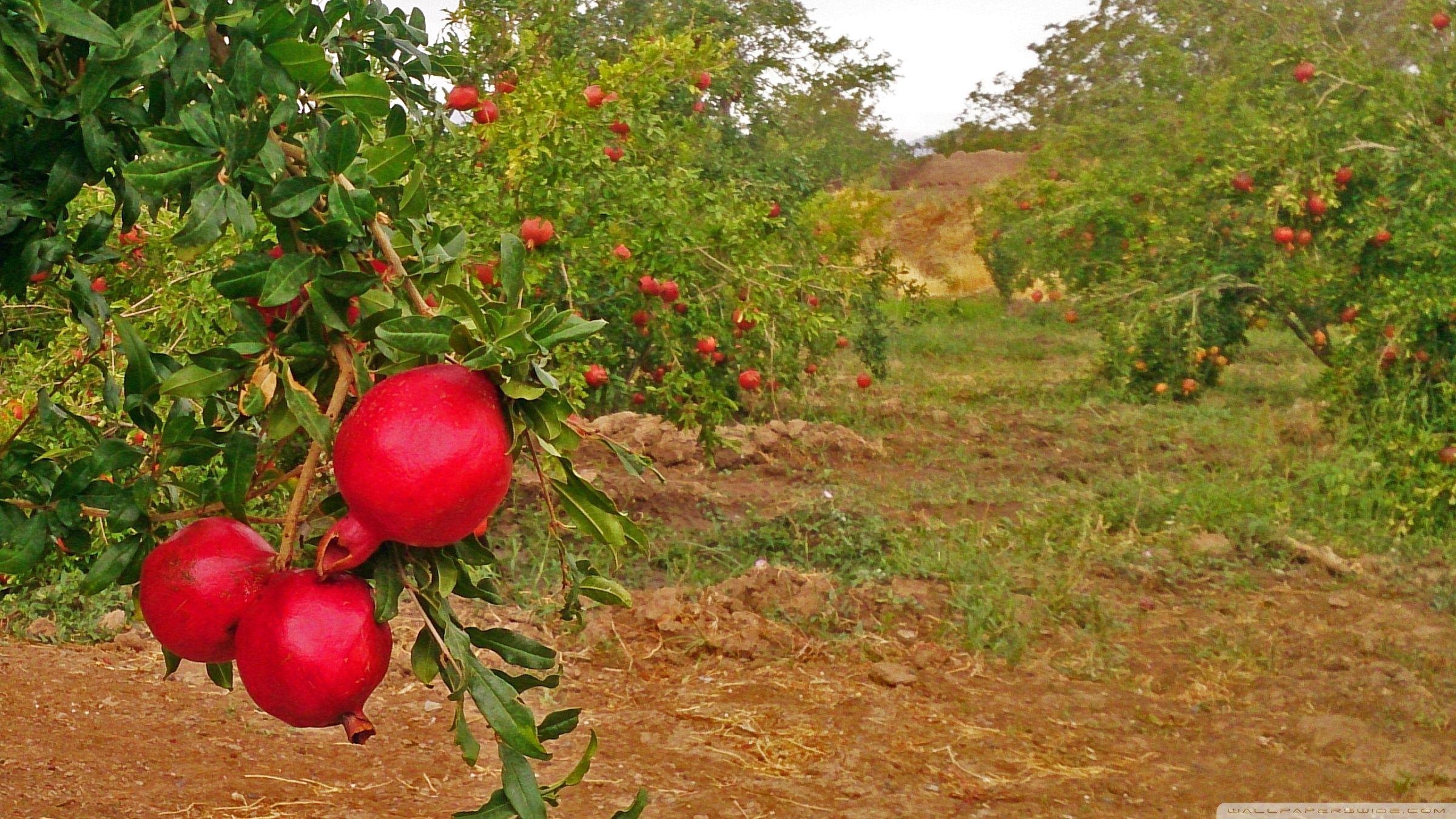 гранатовые поля. гранатовое дерево в узбекистане. хатай турция плантации гранат. гранатник (гранатовое дерево) обыкновенный. хатай турция плантации гранат.