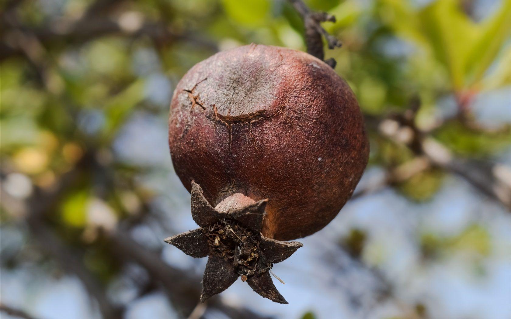 1680x1050 Wallpaper Pomegranate Tree, Ripe Fruit .best