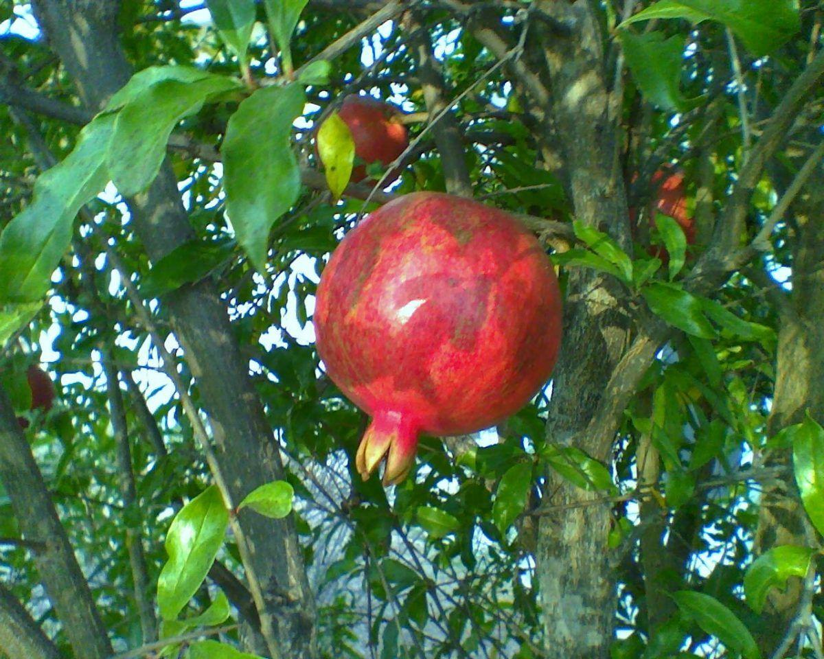 1200x960 How to Grow Pomegranate Trees .