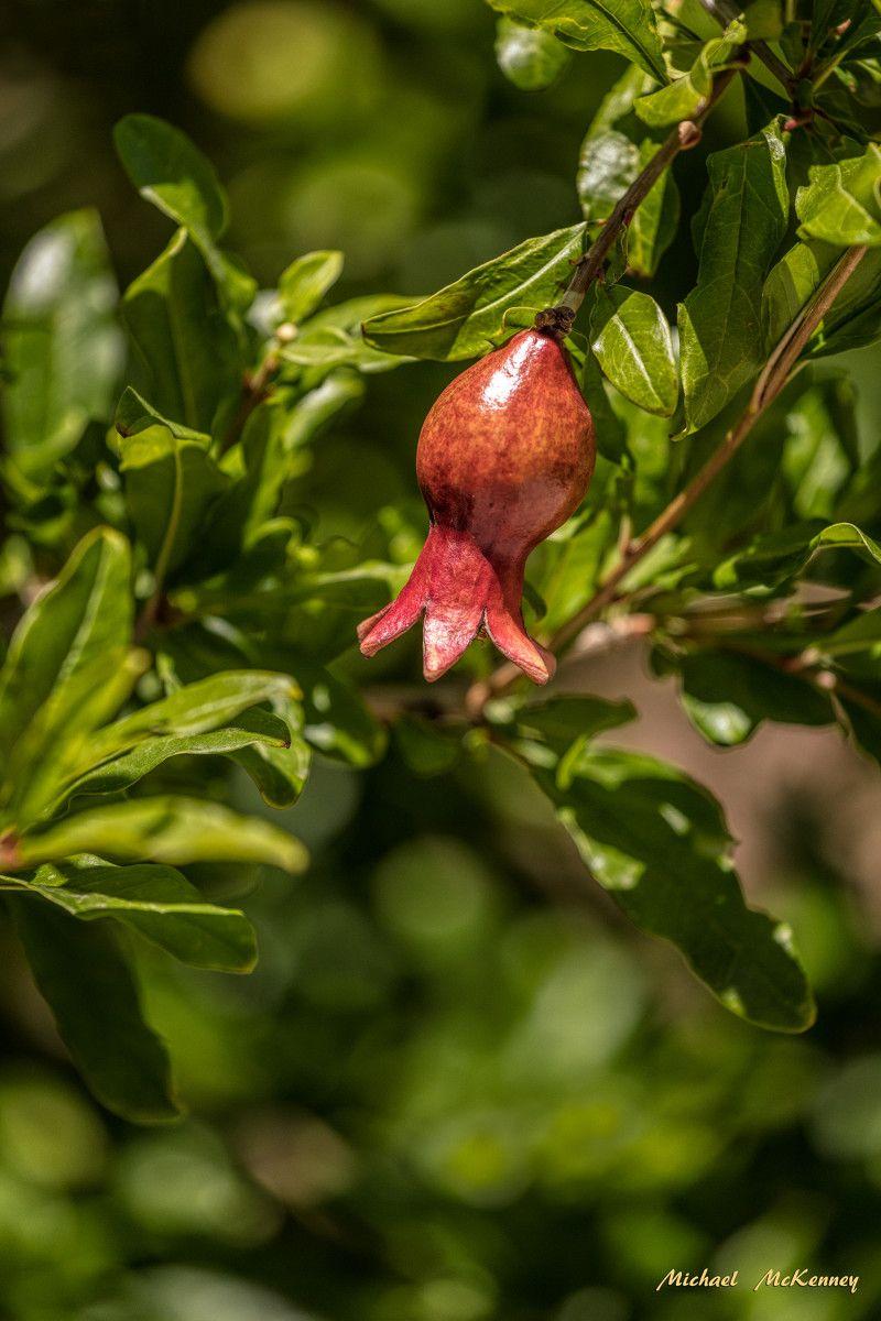 800x1200 to Grow Pomegranate Trees From Seeds .