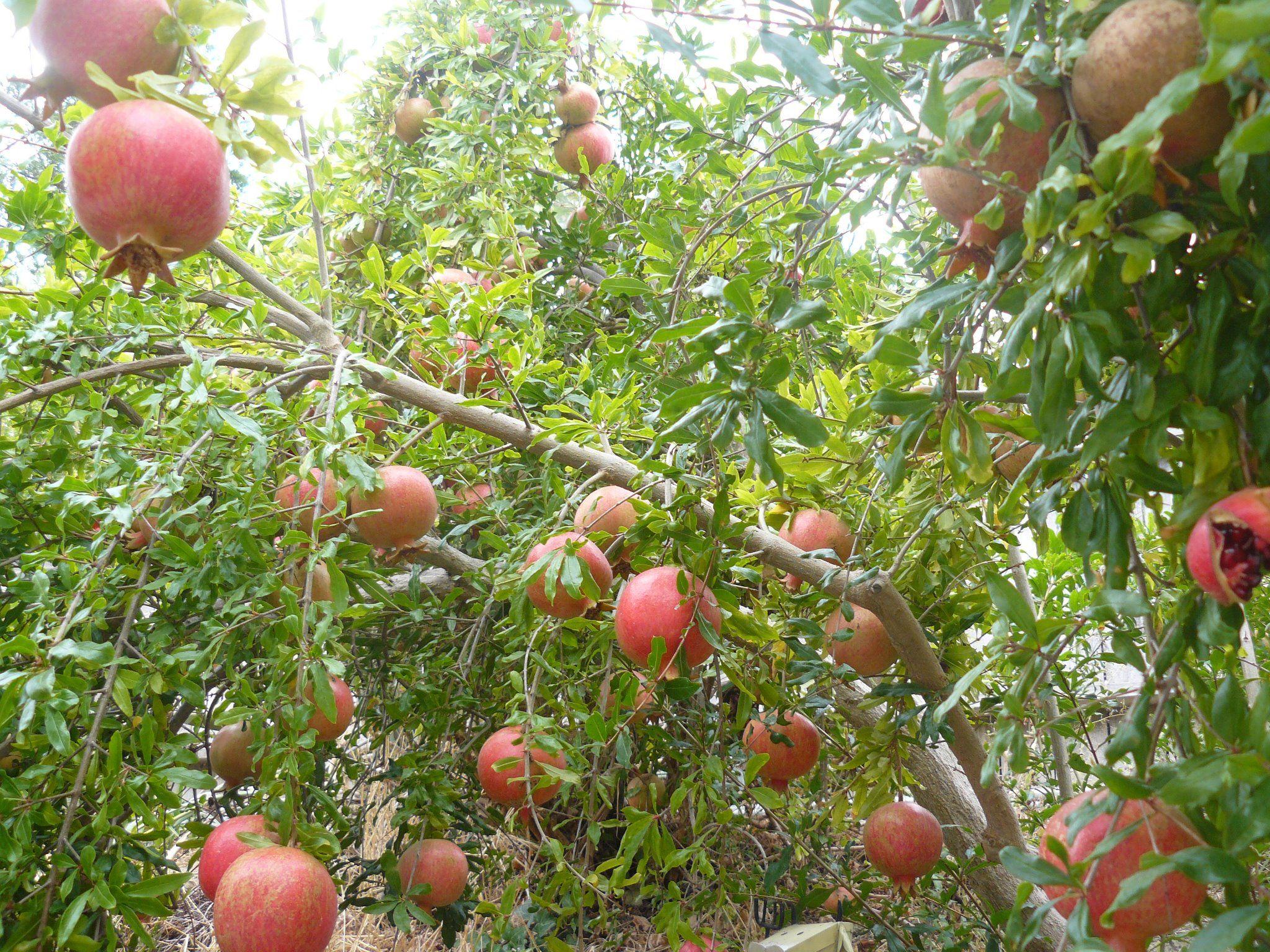 2048x1536 pomegranate tree. A Bibliophile at Homebibliophileathome.