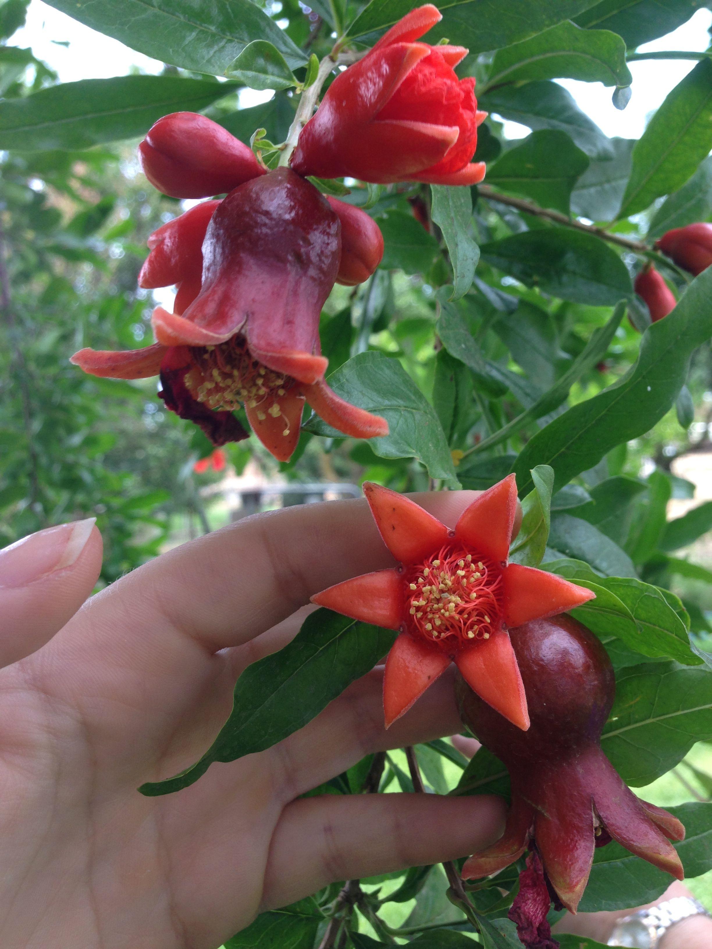 2448x3264 Fruit garden, Edible garden .