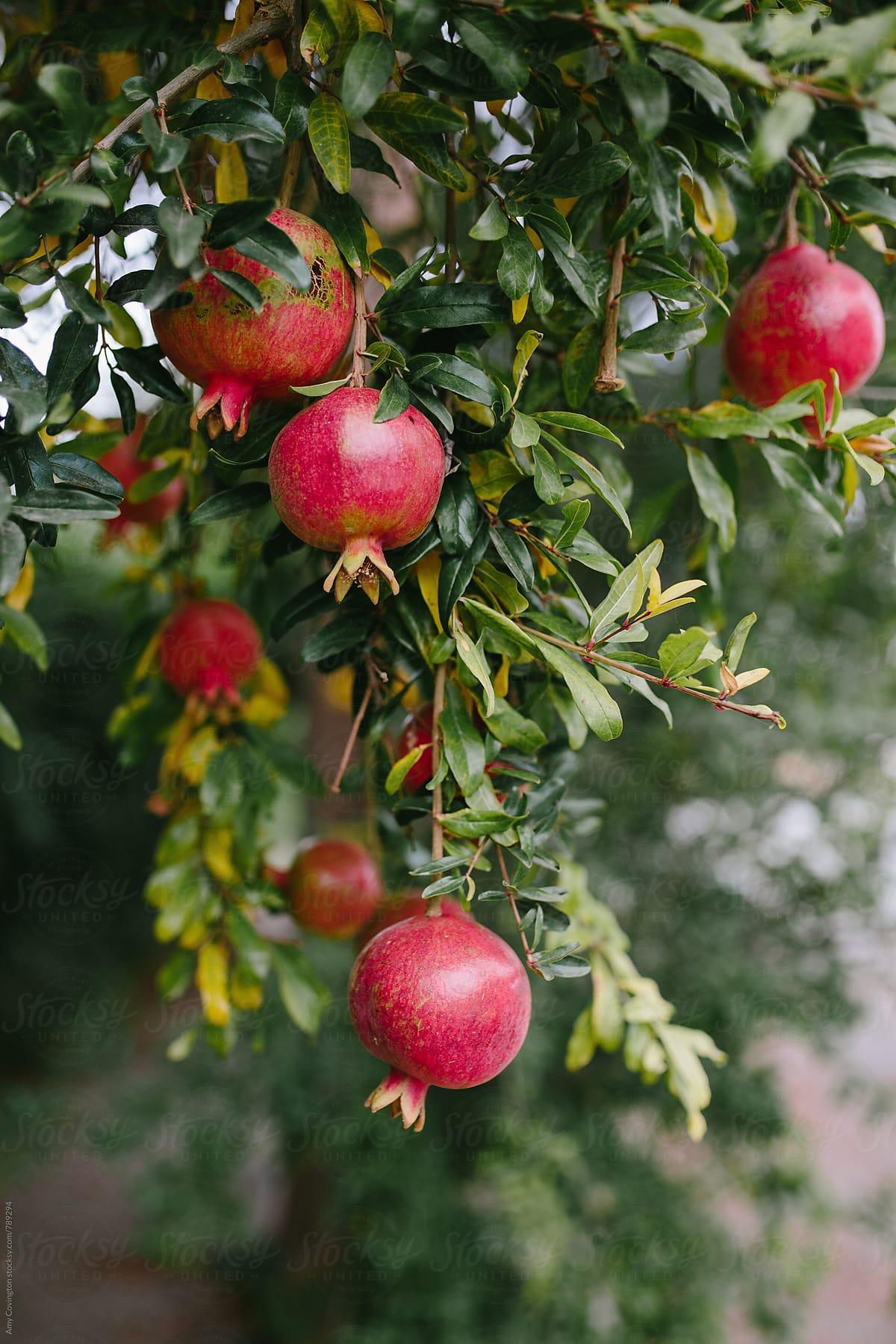 1200x1799 Pomegranates growing on a pomegranate .