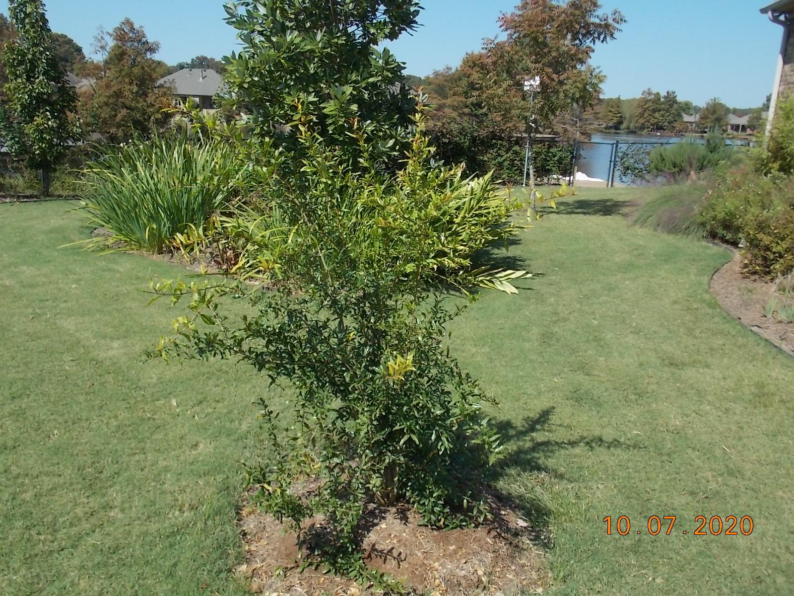 1600x1200 Buy Russian 26 Cold Hardy Pomegranate .wilsonbrosgardens.com · Out of stock