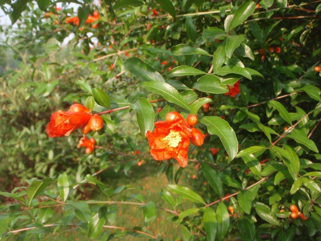 1024x768 Punica granatum (Pomegranate). North .plants.ces.ncsu.edu
