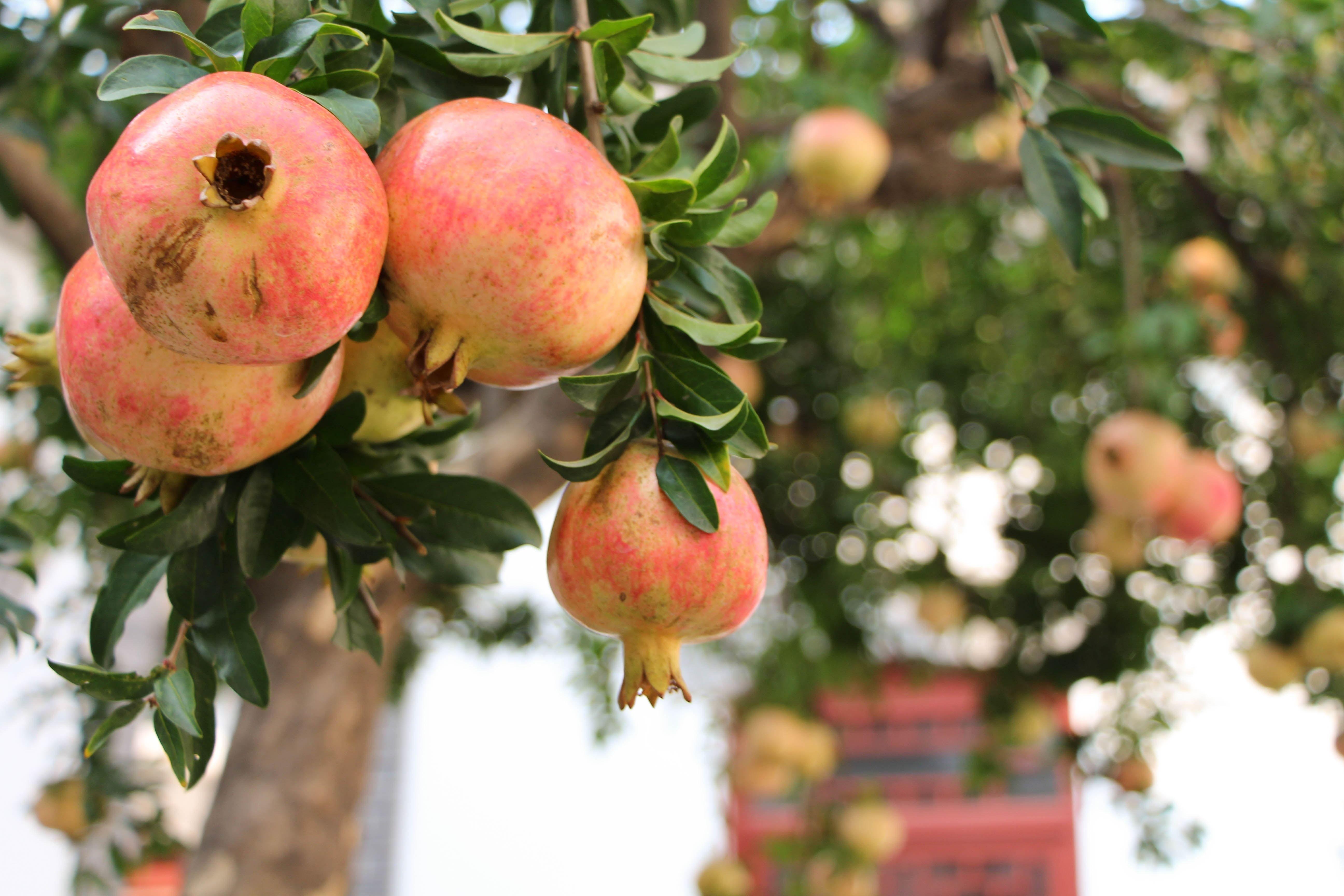 5184x3456 pomegranate fruit free image