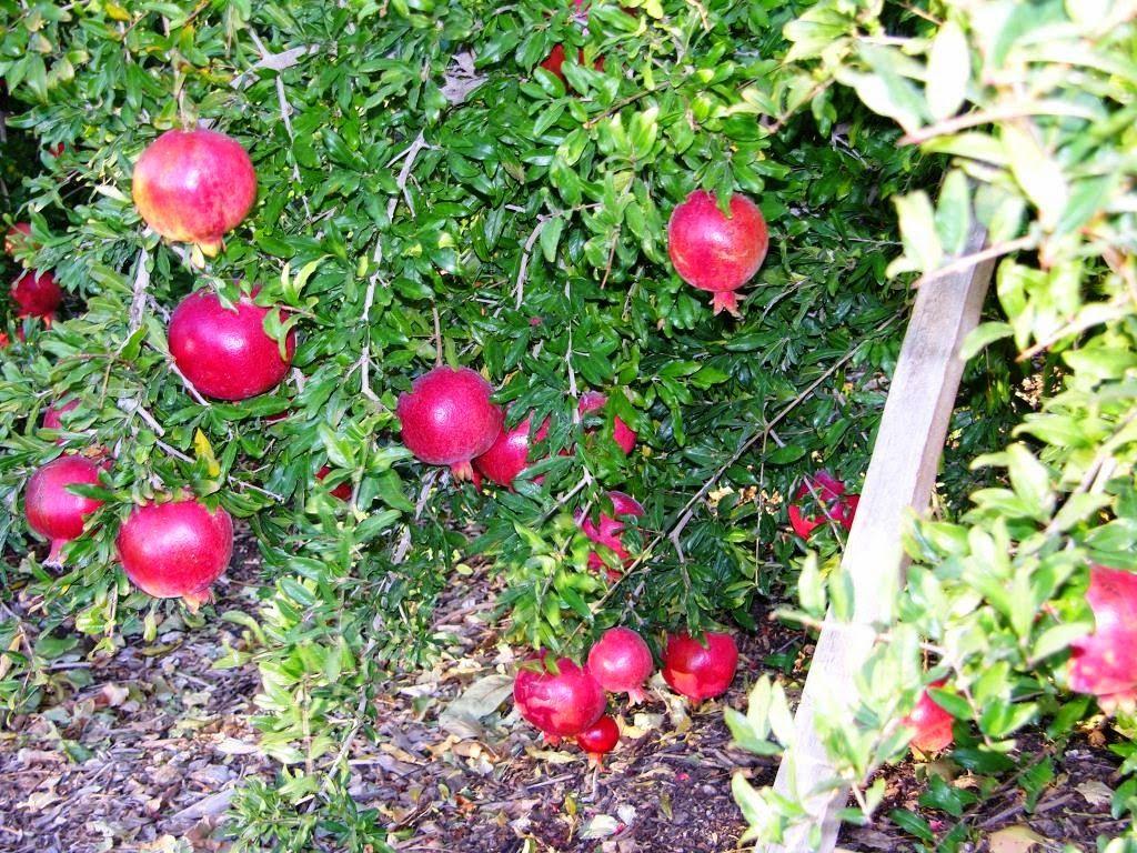 1024x768 Best Pomegranate Variety .xtremehorticulture.