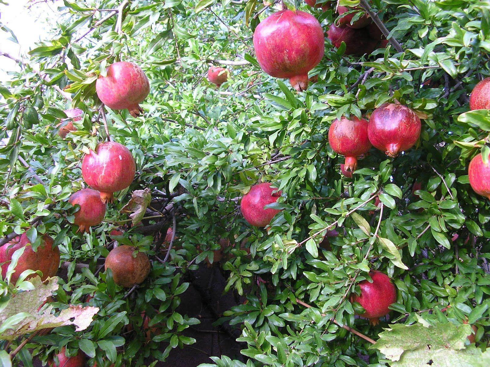 1600x1200 Fruit trees, Fruit, Tree