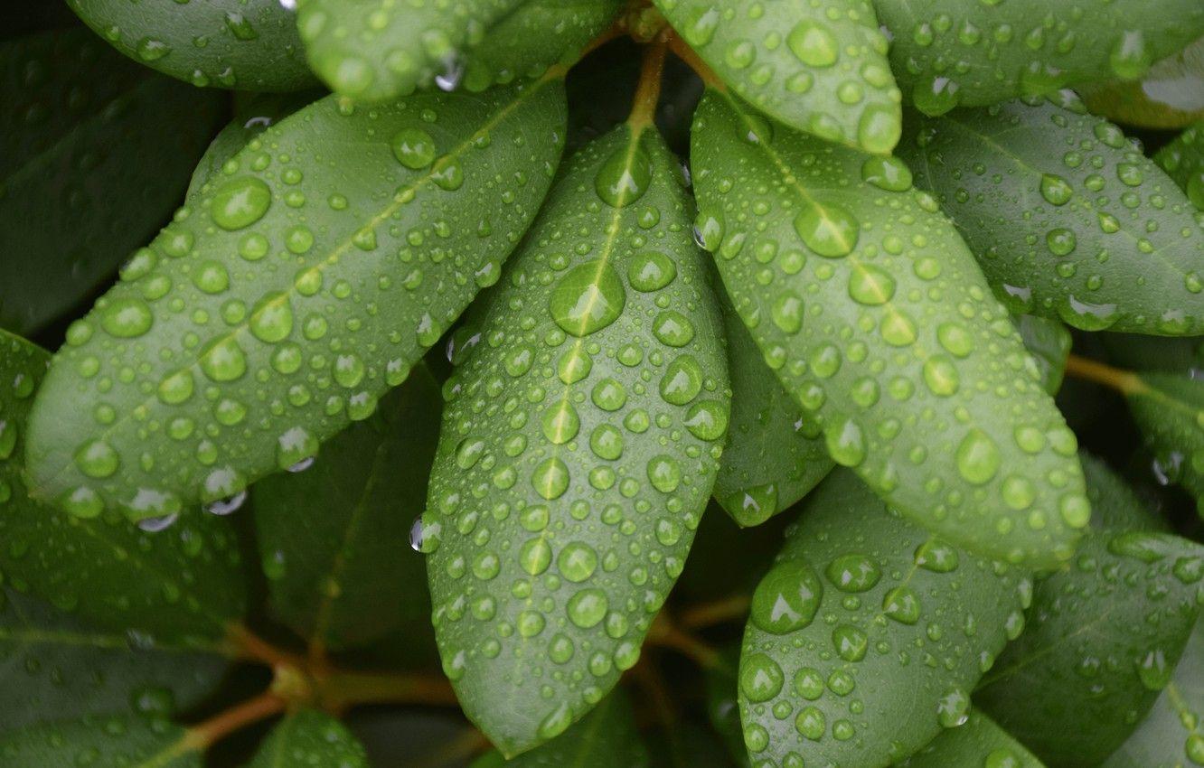 1332x850 Wallpaper greens, leaves, drops, macro .