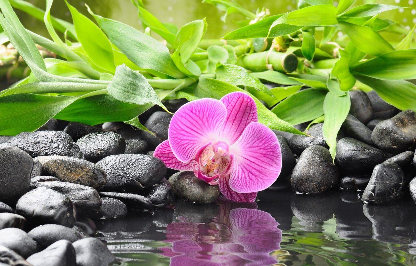1332x850 Wallpaper flower, water, reflection, stones, bamboo, Orchid, black, orchid image for desktop, section цветы