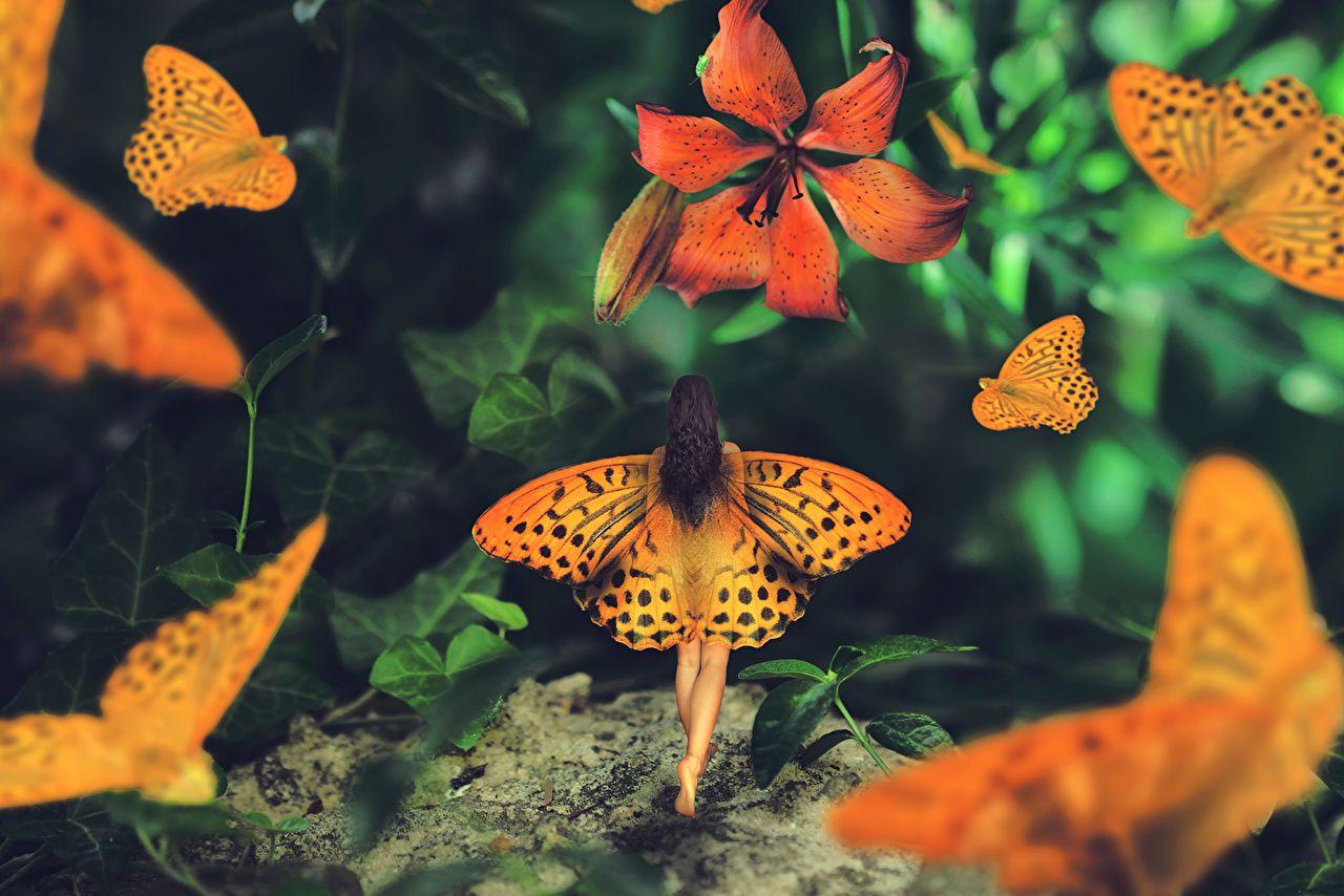 1280x854 Photo Fairies butterfly Wings .
