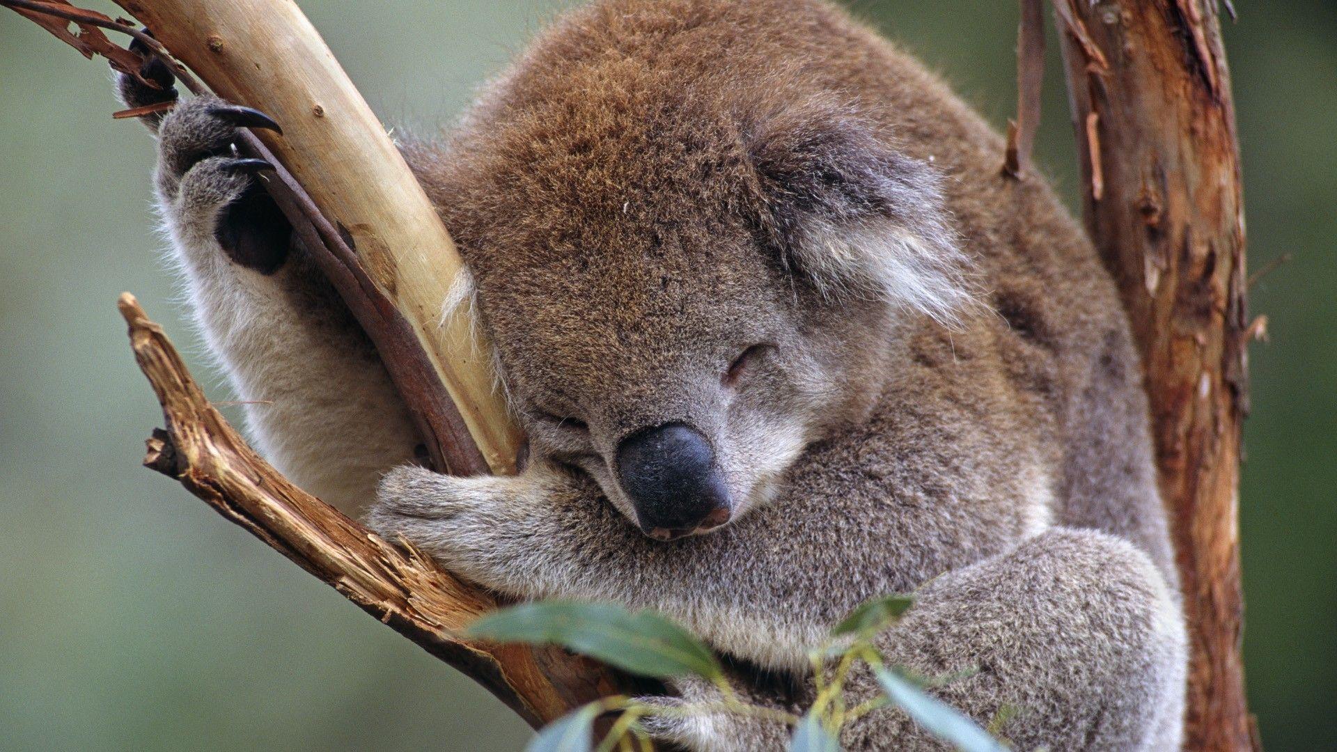 1920x1080 Cute Koala Sleeping