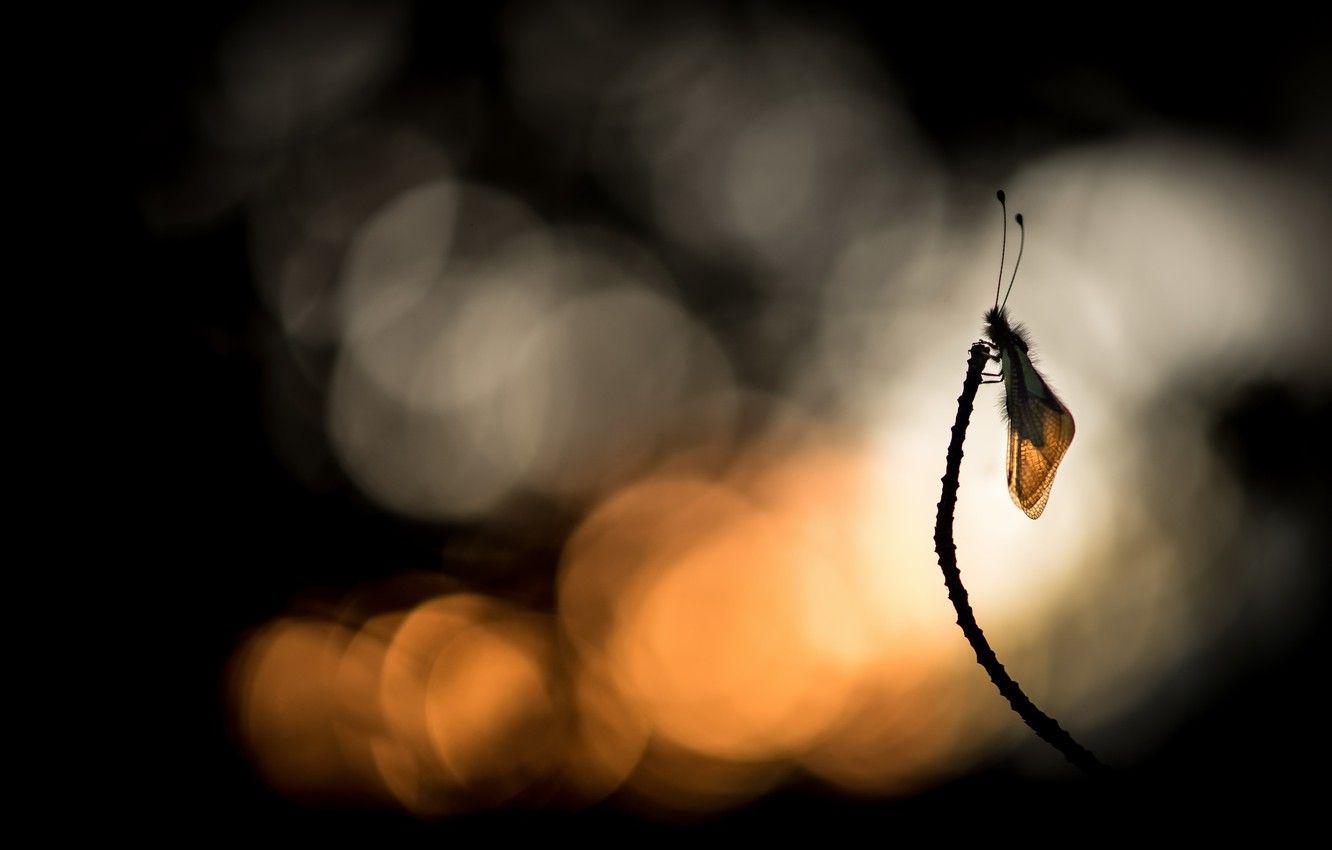 1332x850 Wallpaper nature, insect, Ascalaphe .