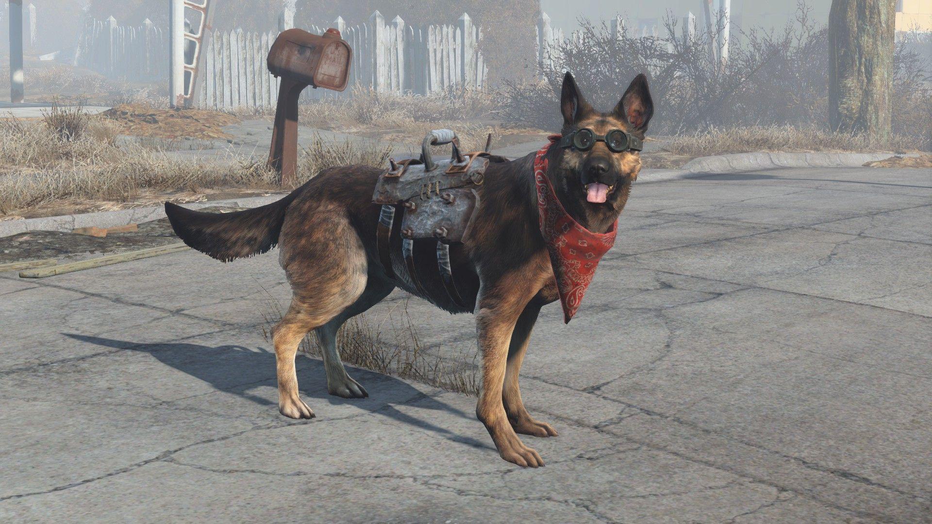 Dog Meat Fallout 4 4K Wallpapers Top Free Dog Meat Fallout 4 4K