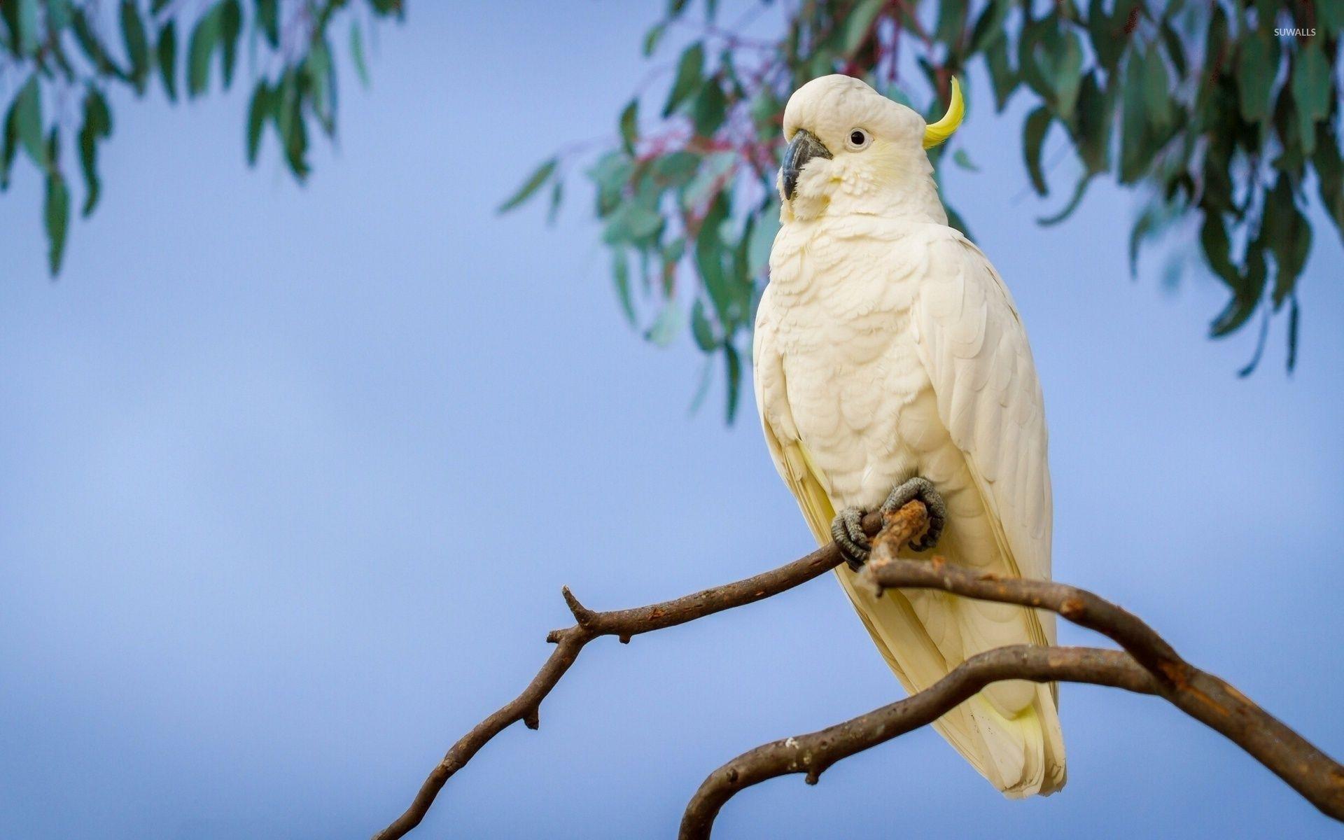 1920x1200 Cockatoo Wallpaper