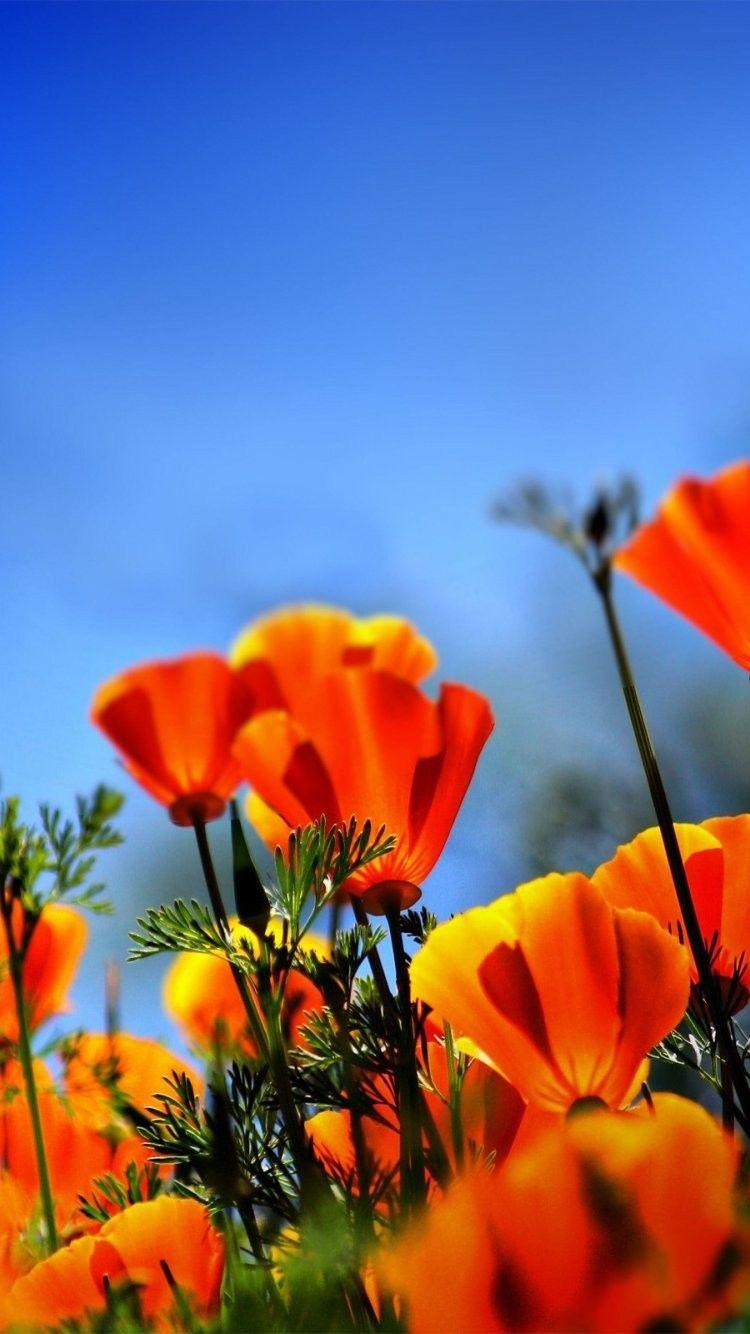 California Poppy and white Poppy flowers in bloom at daytime HD wallpaper   Wallpaper Flare