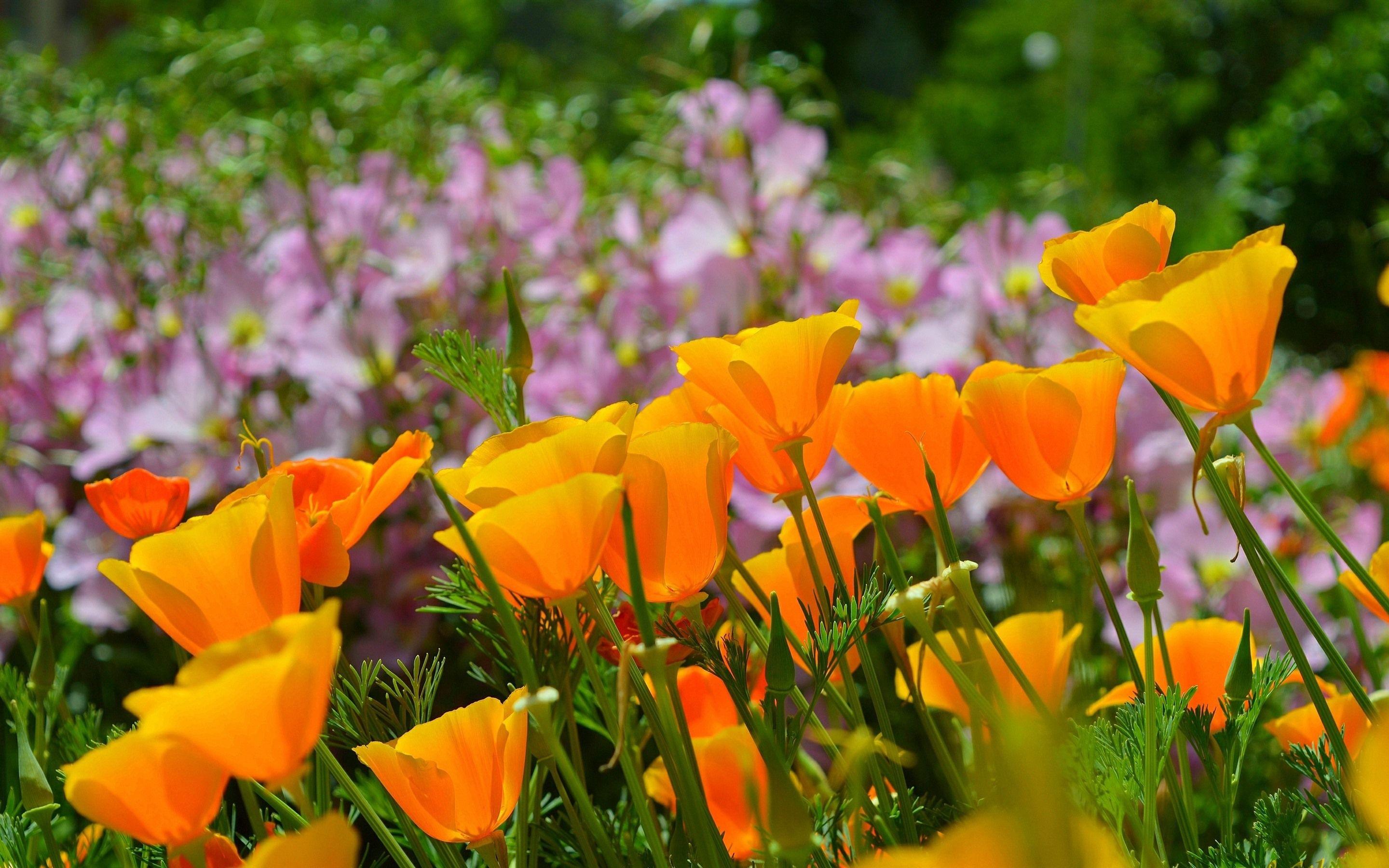 2880x1800 Wallpaper California poppy, orange flowers 2880x1800 HD Picture, Image