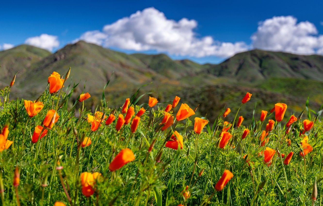 California Poppy Green Background Ultra HD Desktop Background Wallpaper  for 4K UHD TV  Widescreen  UltraWide Desktop  Laptop  Tablet   Smartphone