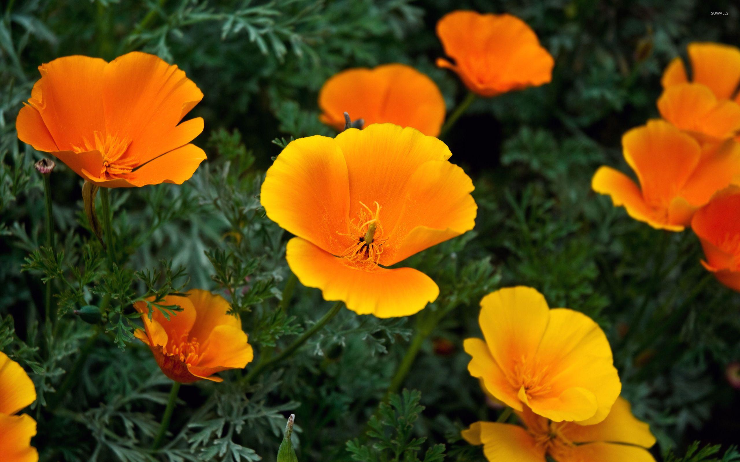 California Poppy Wallpapers Top Free California Poppy Backgrounds Wallpaperaccess