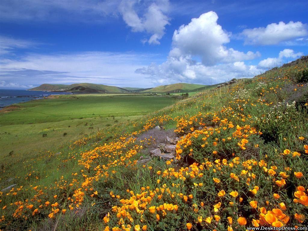 1024x768 Spring on the Coast, California .