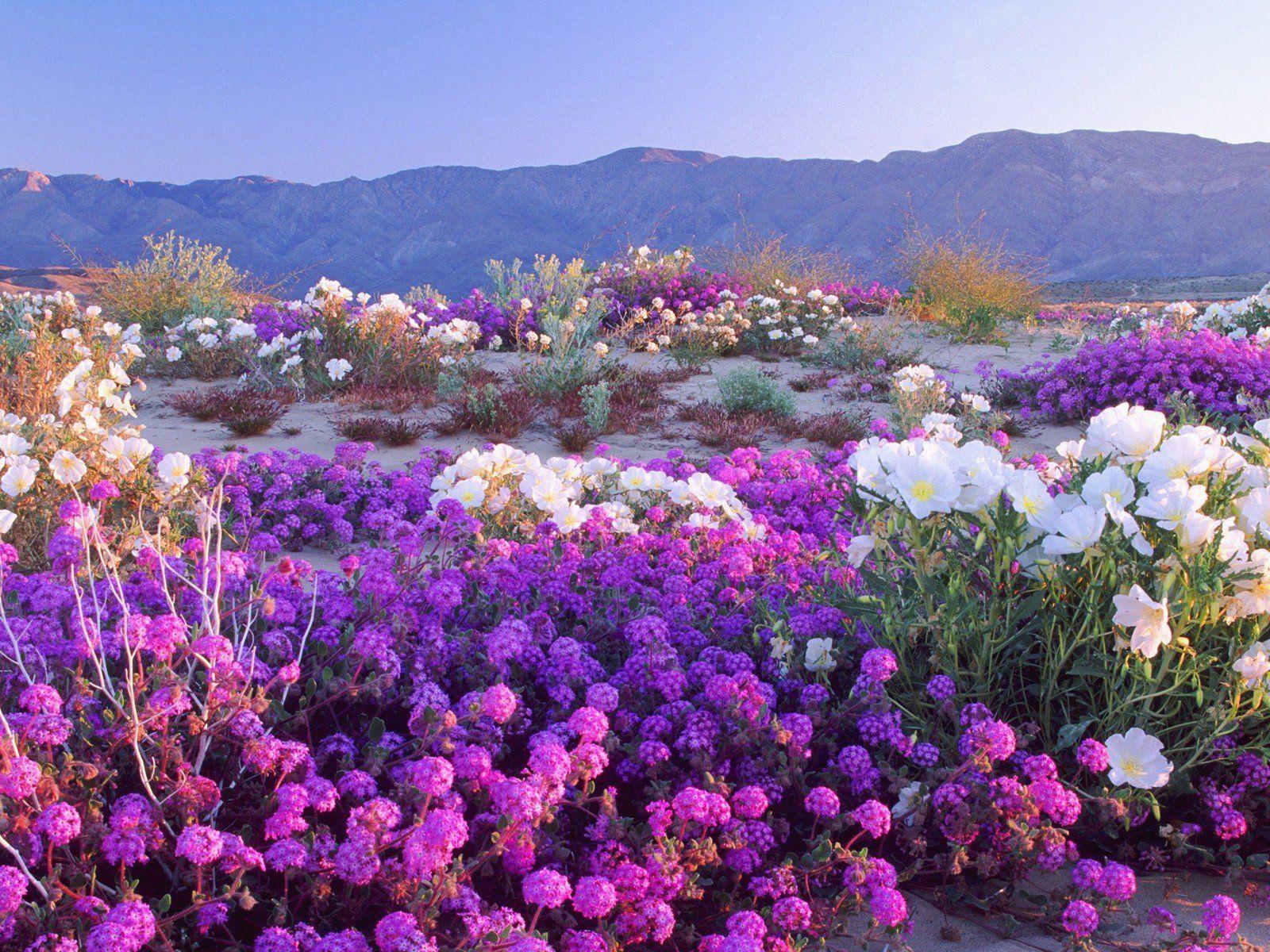 California Flowers Wallpapers Top Free California Flowers Backgrounds