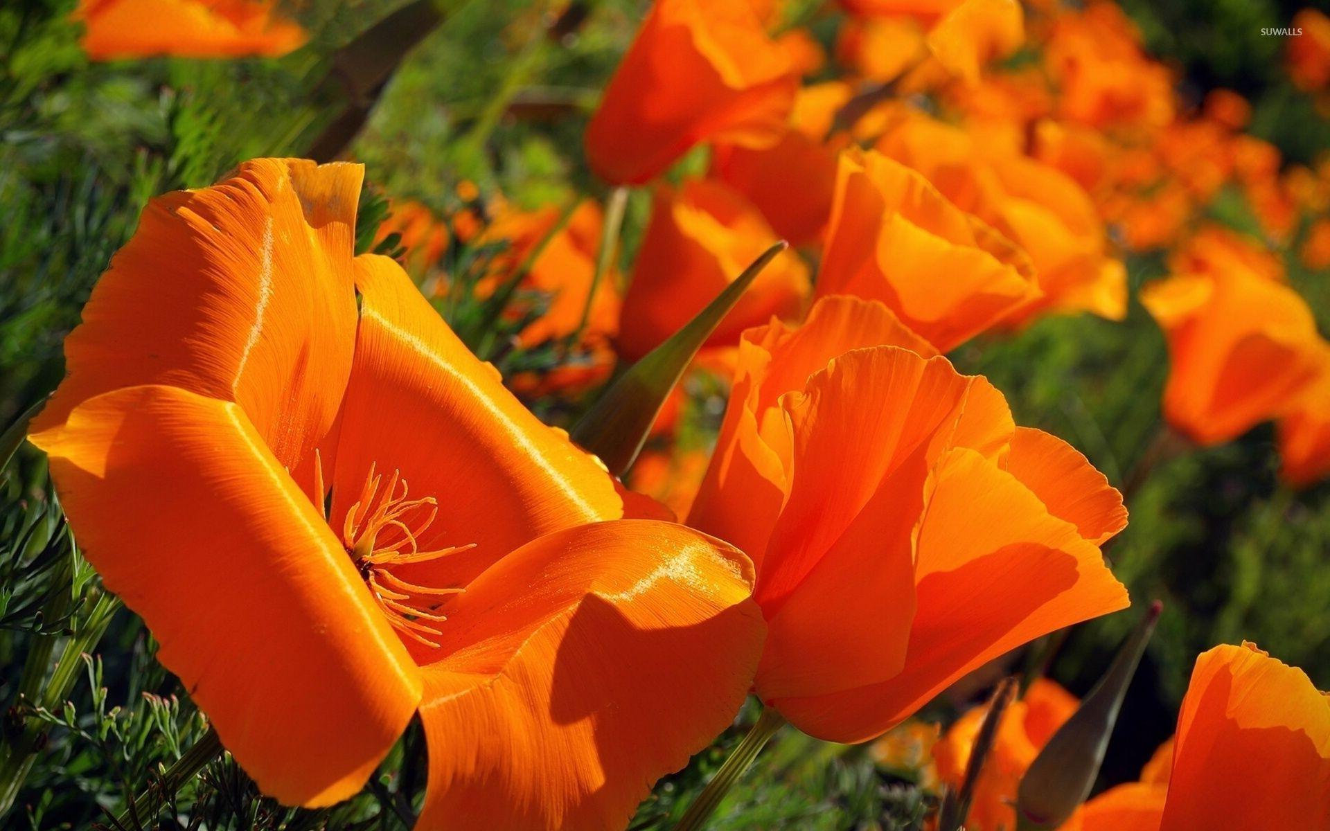 1920x1200 California poppy [4] wallpaper .