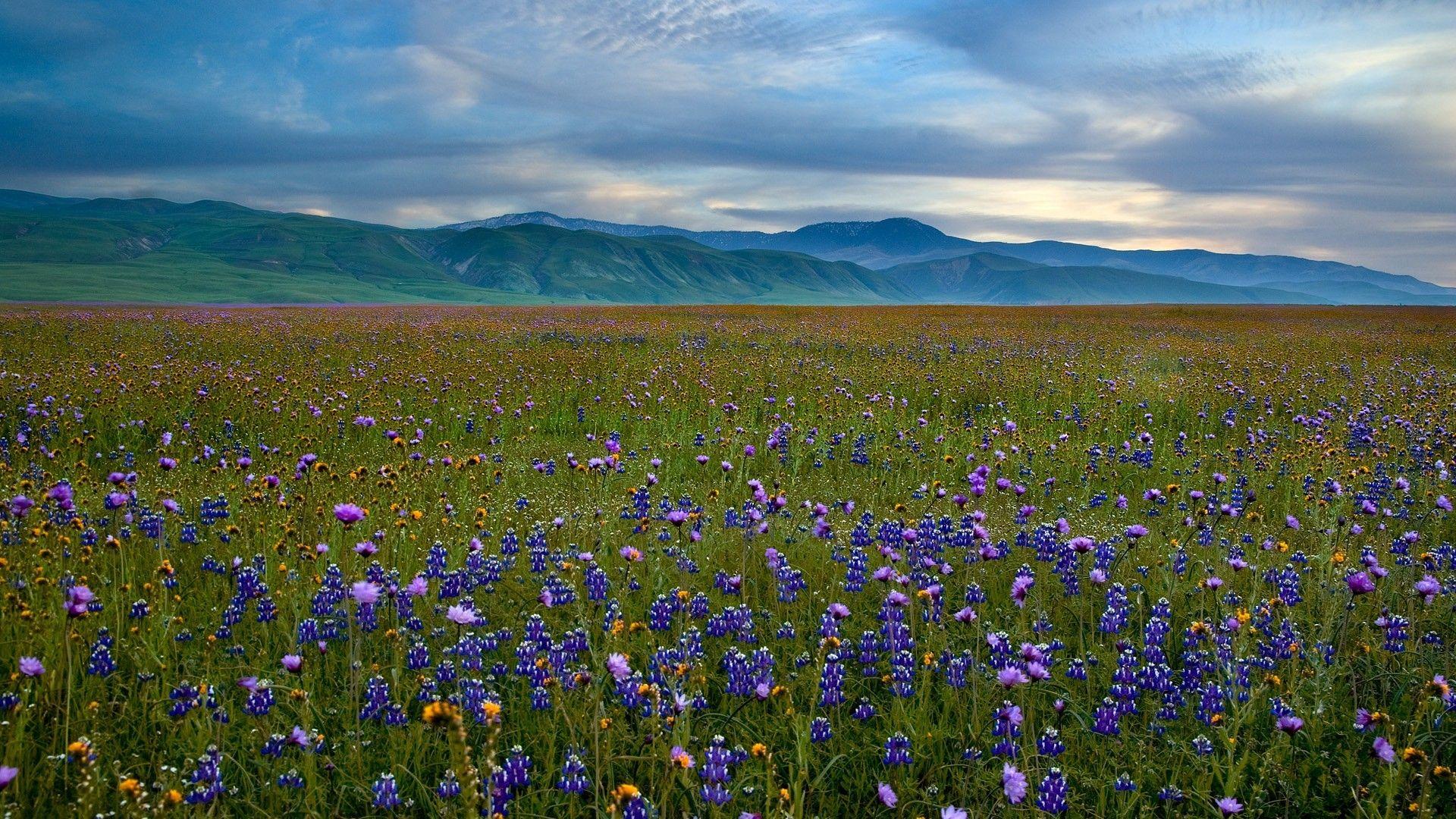 1920x1080 Blue, Floral Flowers, Wildflowers .