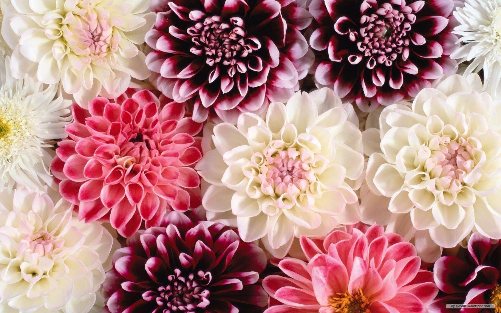 1680x1050 Flower Wallpaper Desktop .