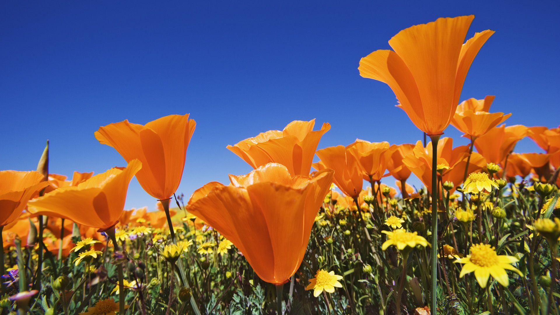1920x1080 Free HD Flowers