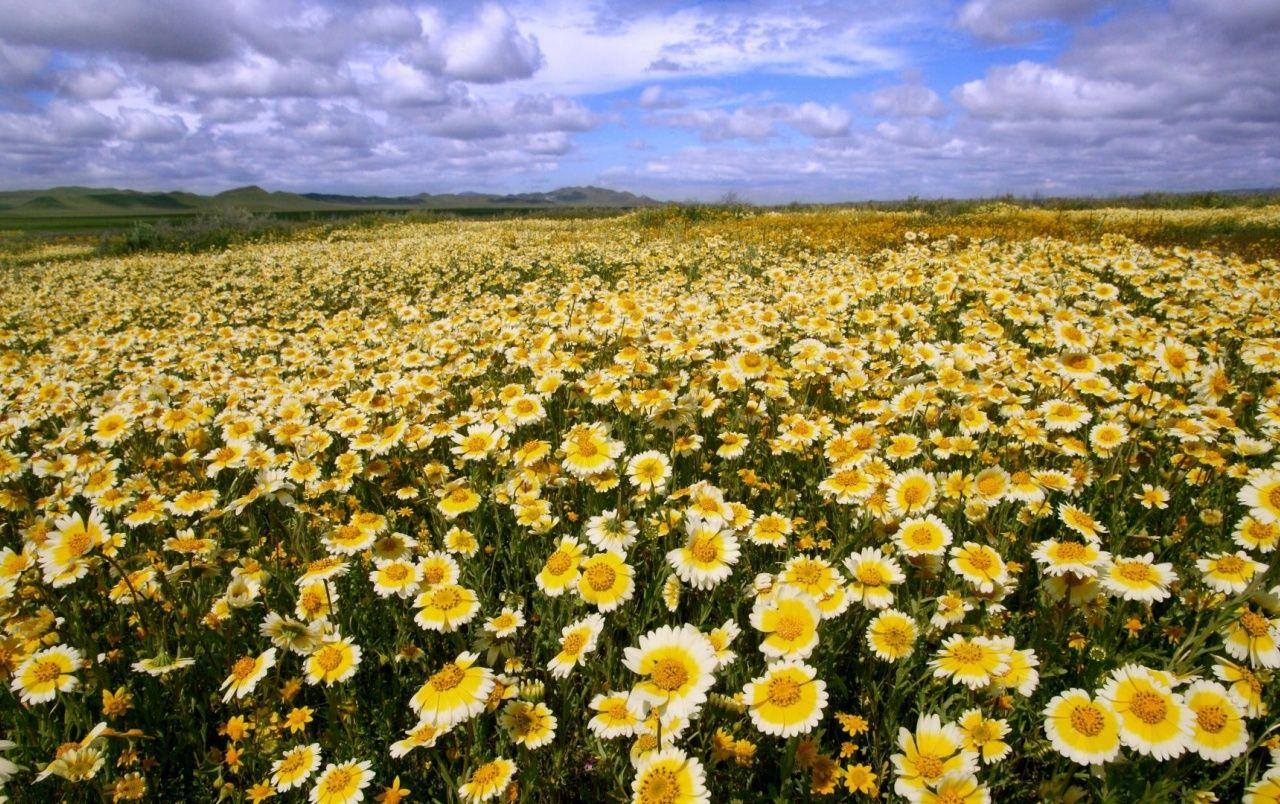 1280x804 Plain Flowers California wallpaper .