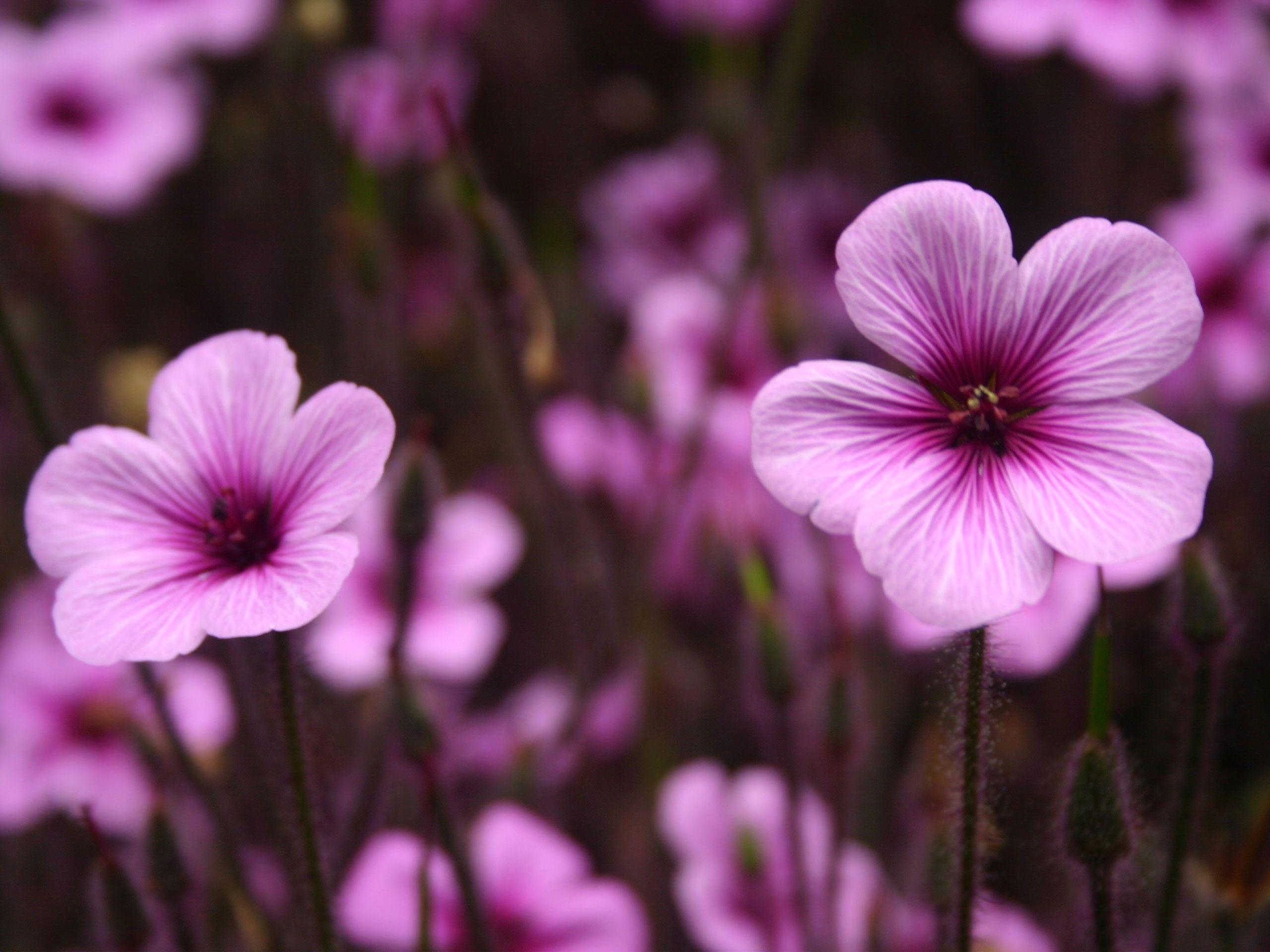 2560x1920 Cute Flower Wallpaper