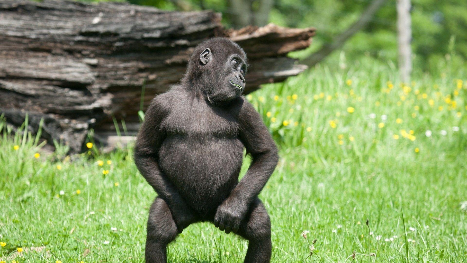 1920x1080 Cute Monkey Wallpaper. Monkeys funny .