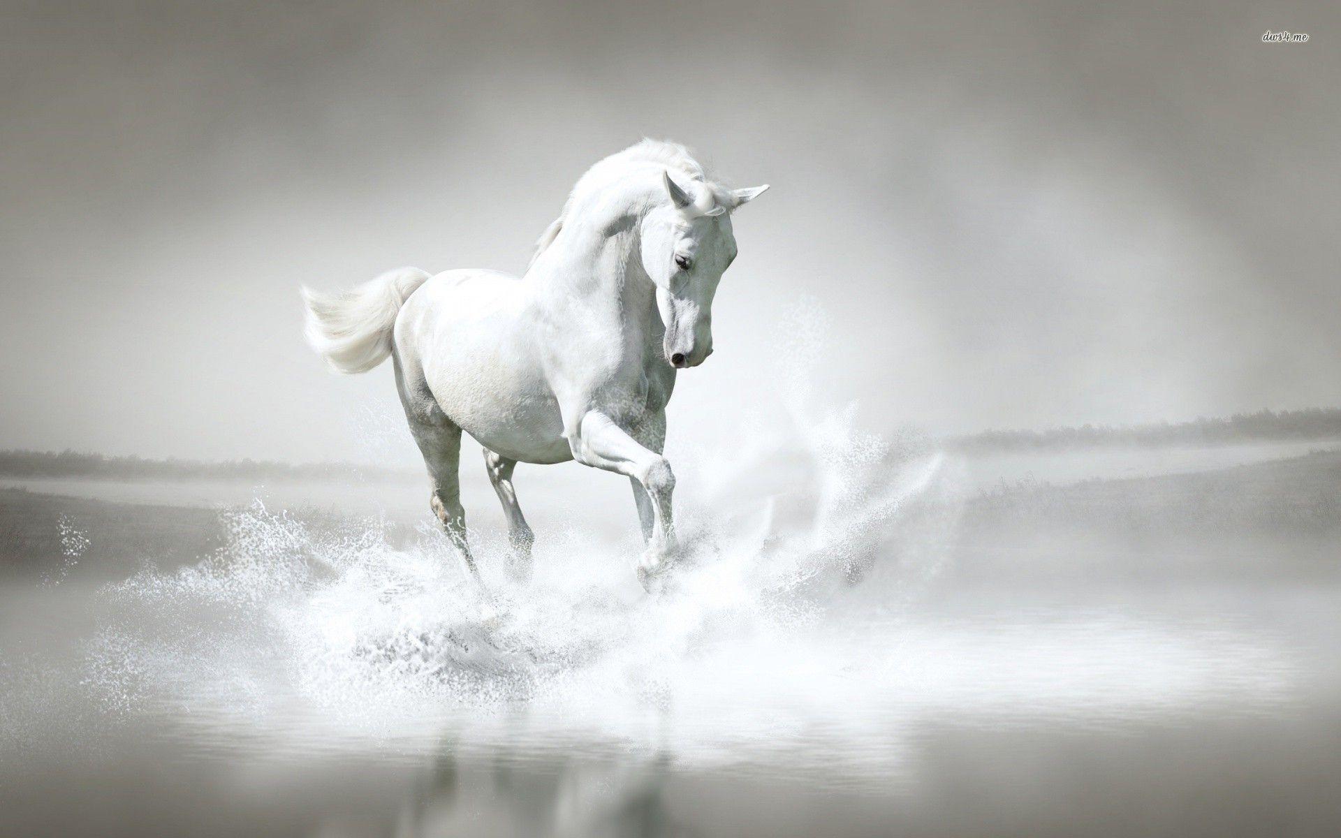 1920x1200 White Background Wallpaper HD .