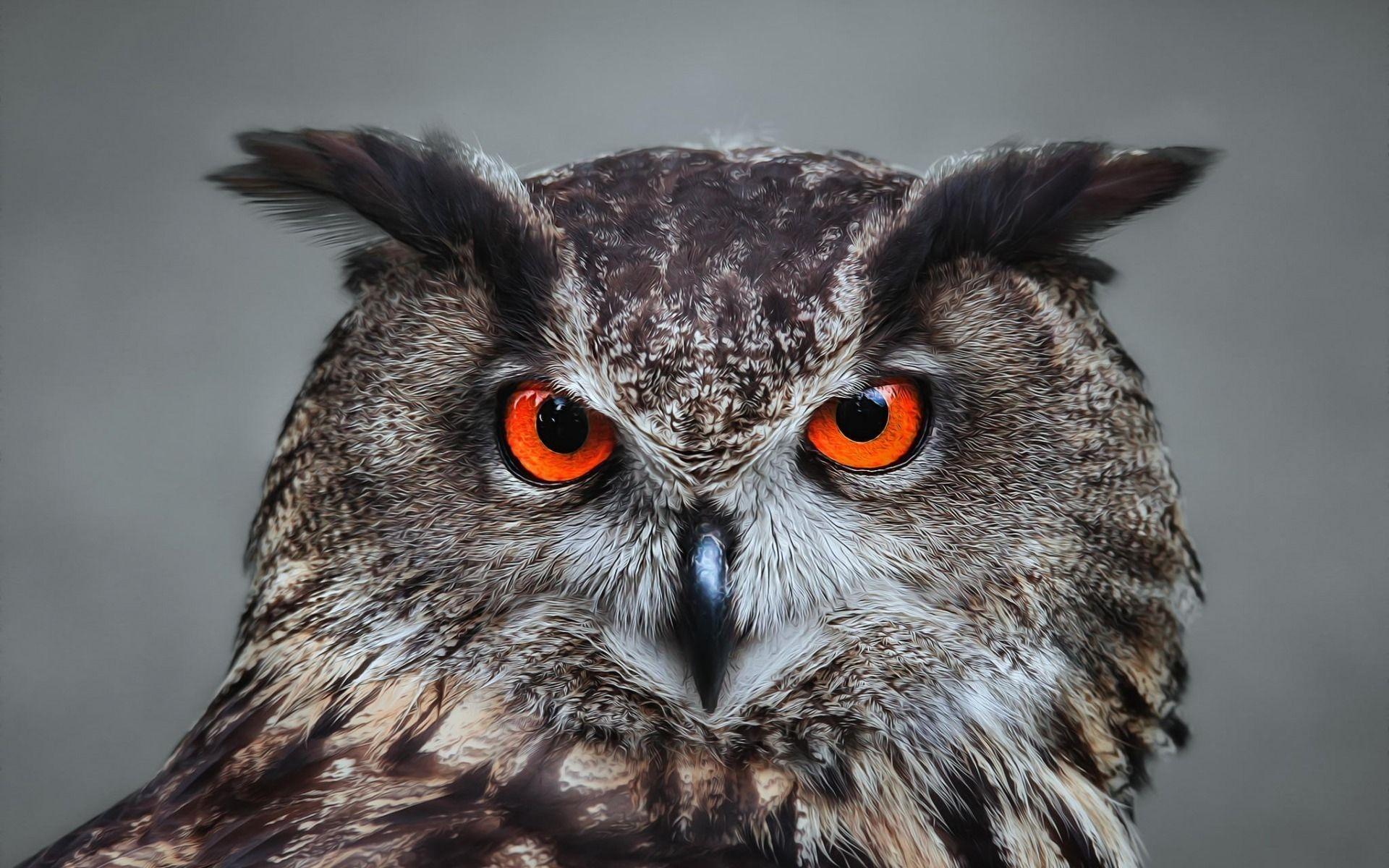 Great Horned Owl Wallpapers - Top Free Great Horned Owl Backgrounds