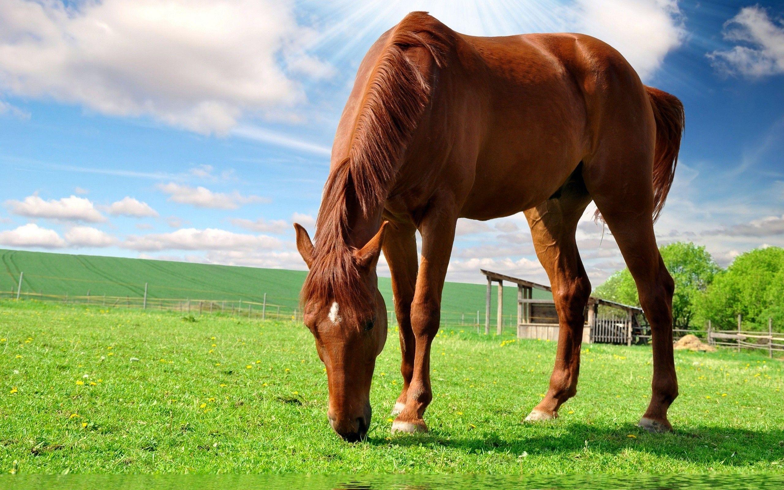 2560x1600 Brown Horse Wallpaper