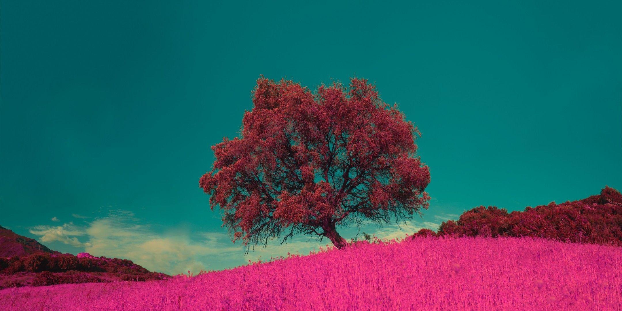 2160x1080 Download 2160x1080 Lonely Tree, Pink .