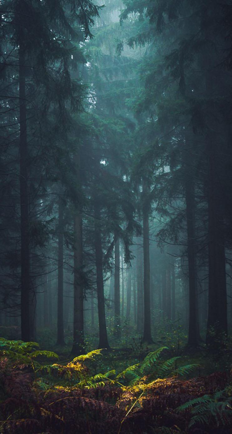 744x1392 Misty Forest