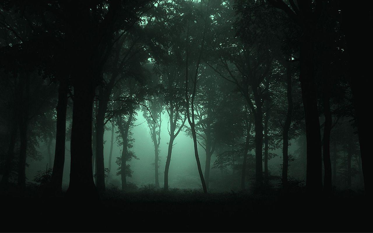 1280x800 Dark Foggy Forest Wallpaperx800 .