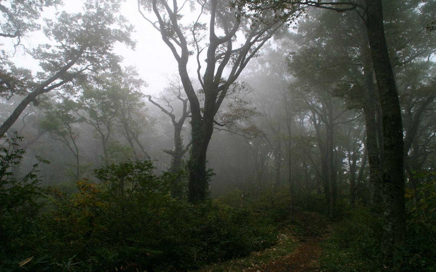 1440x900 Foggy Forest Wallpaper Desktop .com