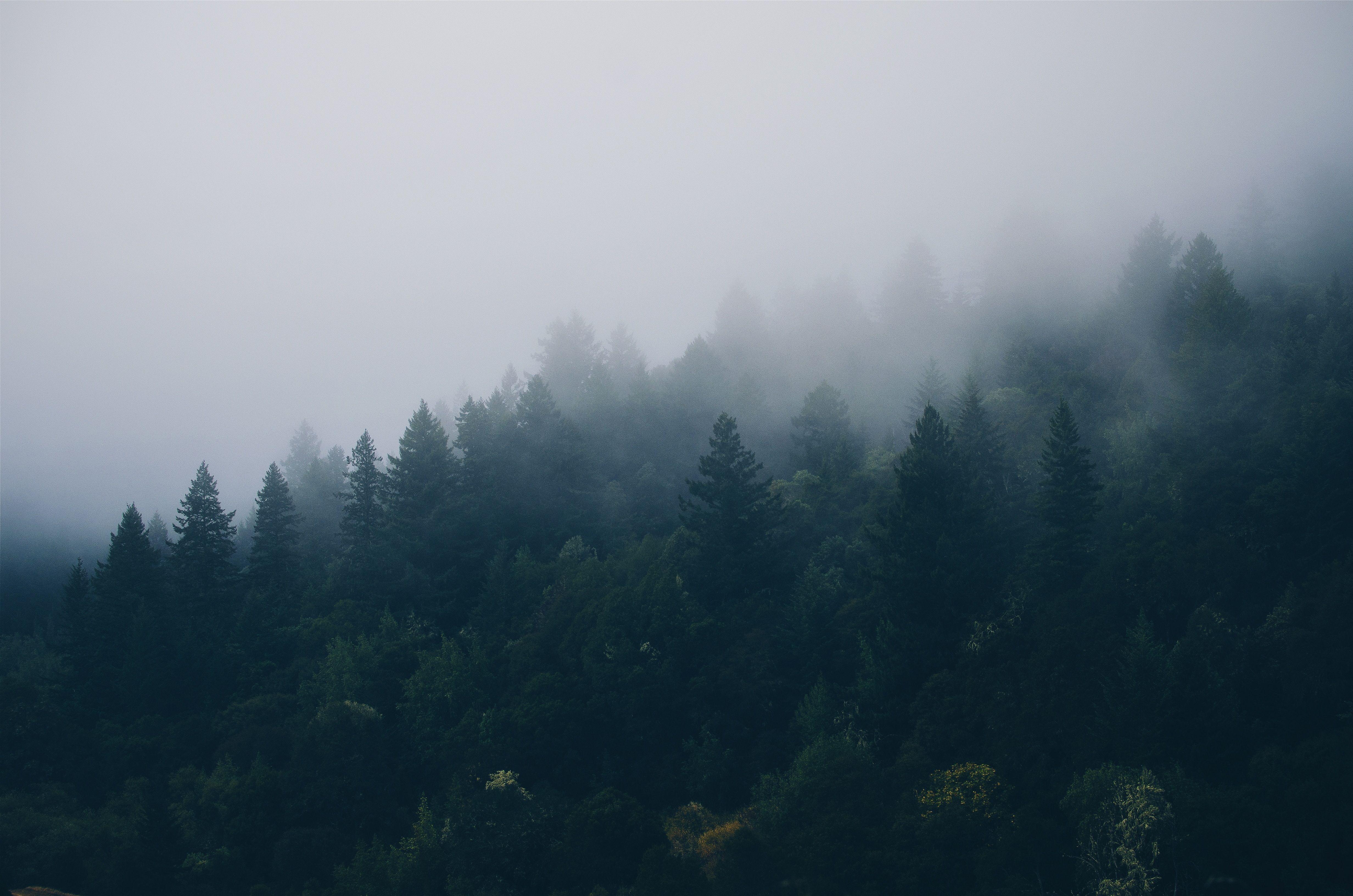 4928x3264 Misty Forest 4k Wallpaper