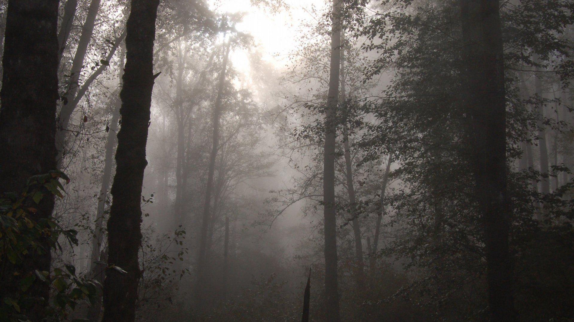 1920x1080 Foggy Forest Wallpaper