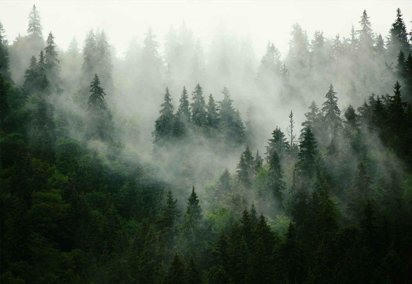1400x967 High Resolution Misty Forest .