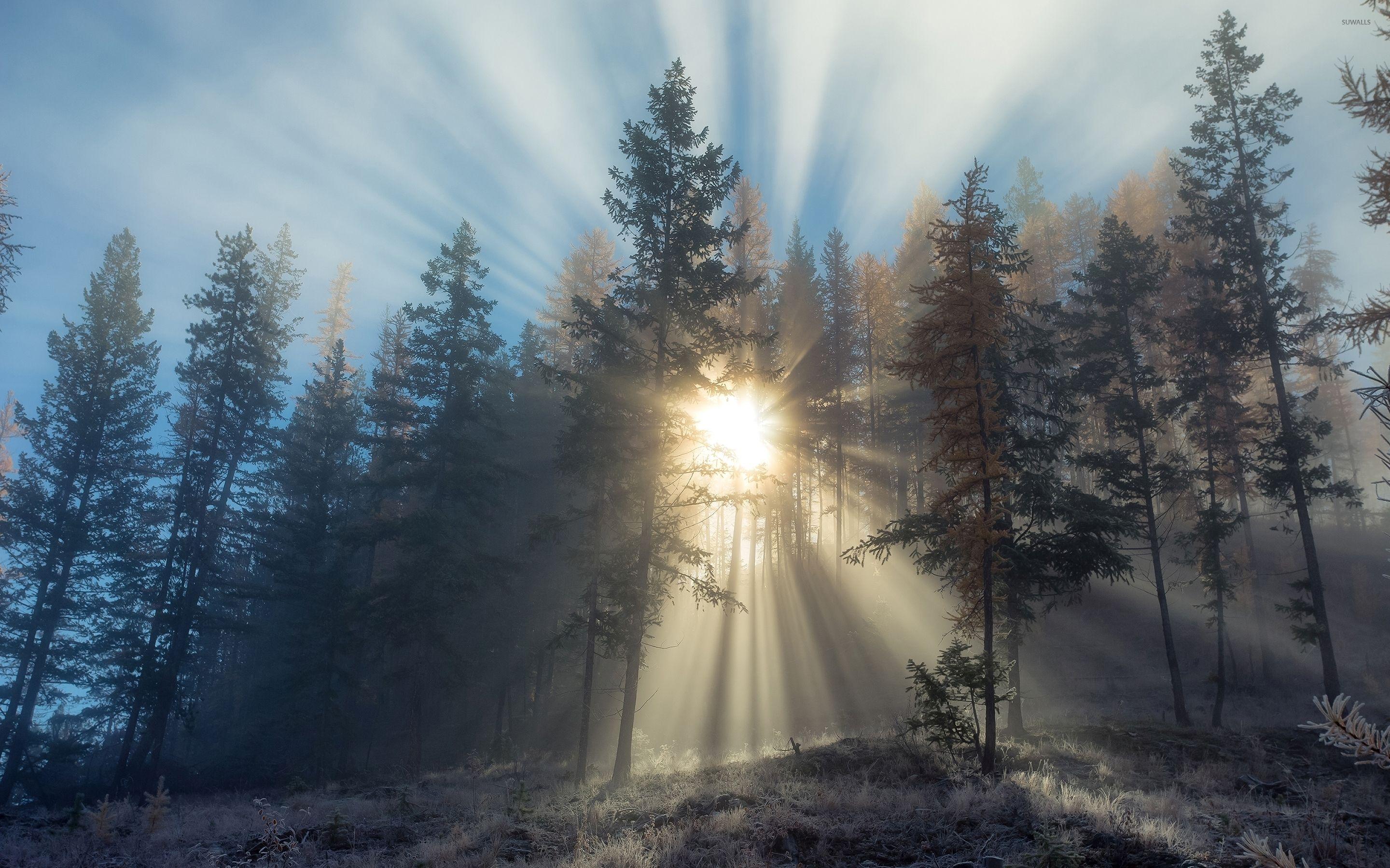 2880x1800 Foggy Forest With Sun .itl.cat