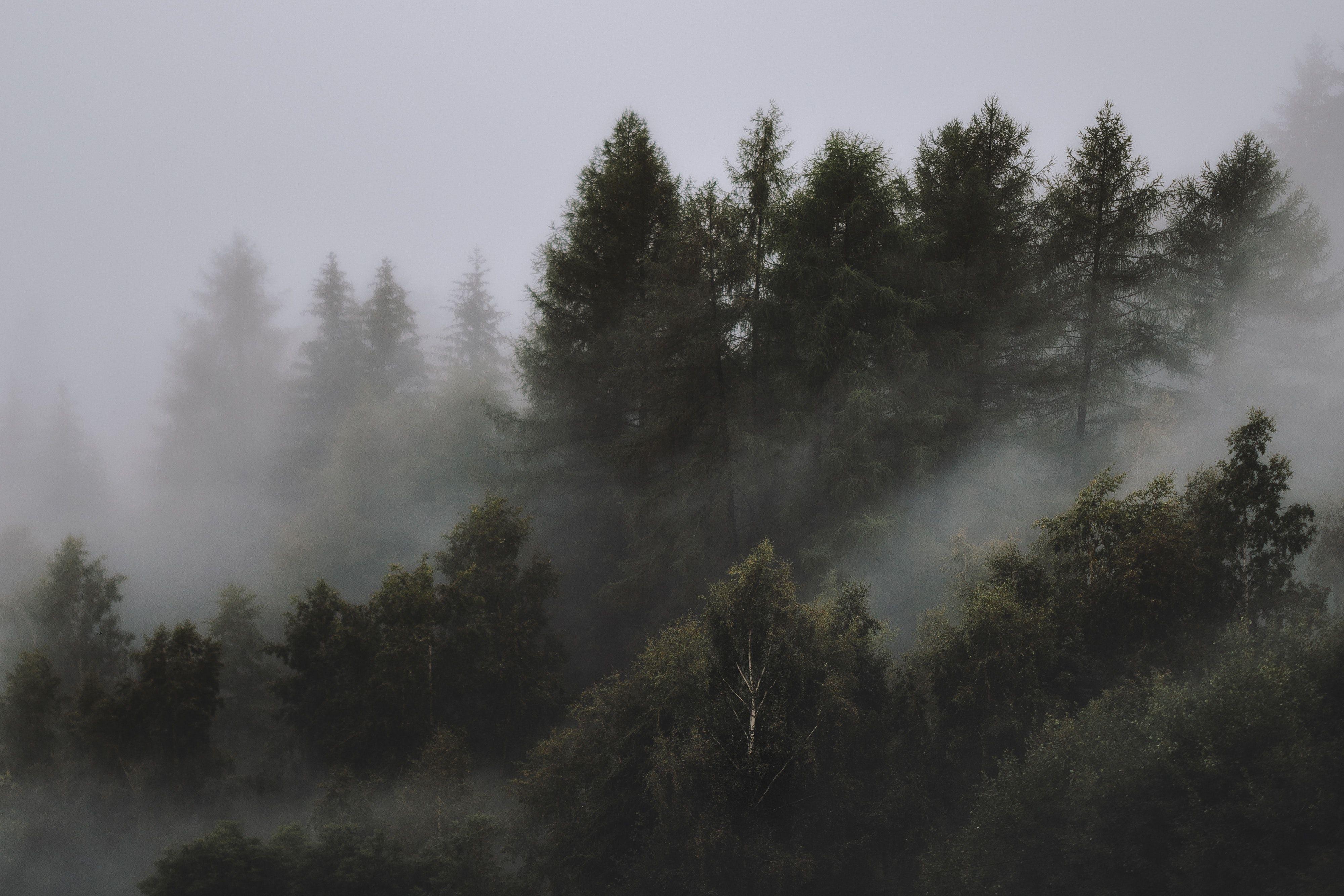 4000x2666 Photo of Foggy Forest HD