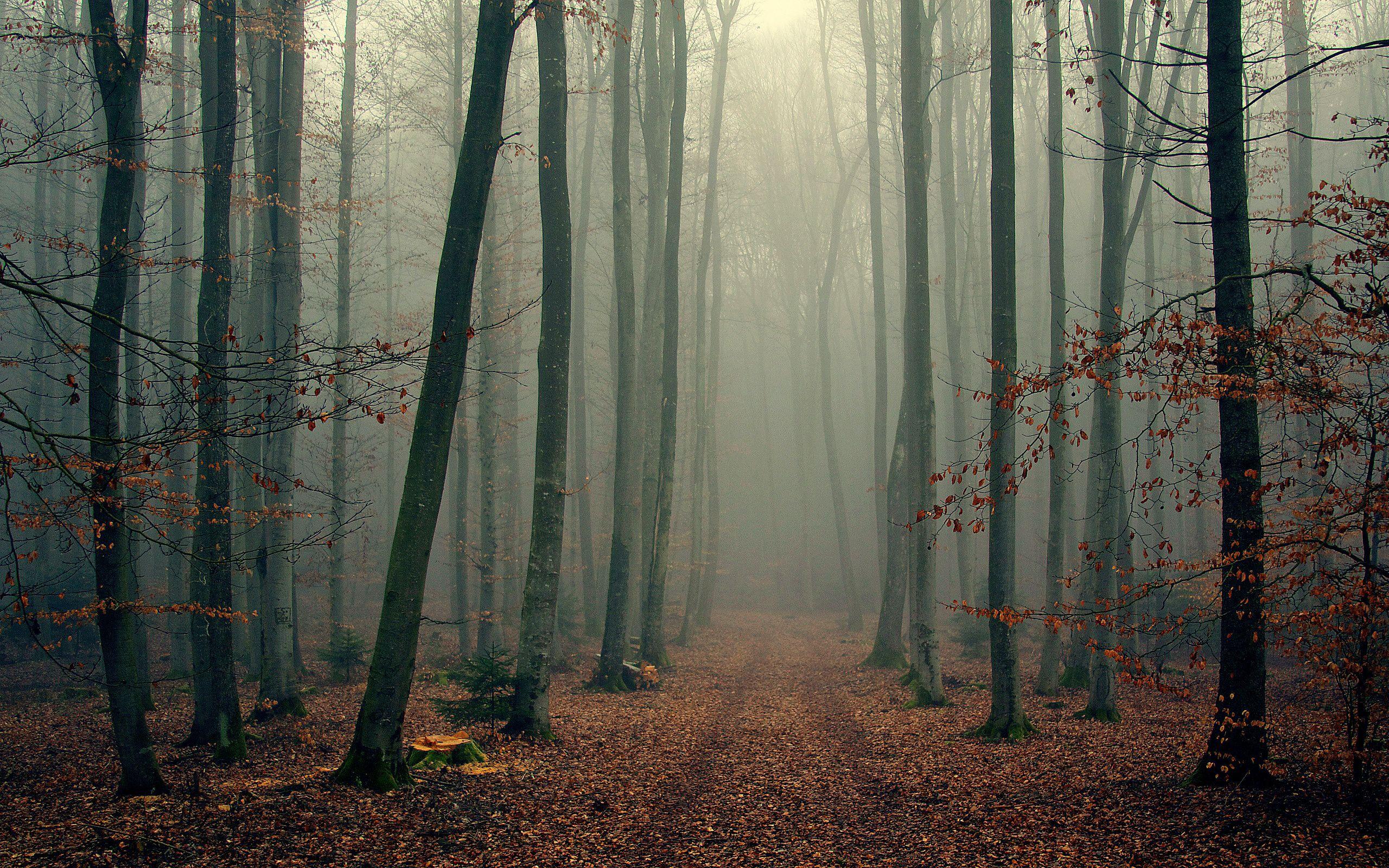 2560x1600 Foggy Forest Background Free Download .