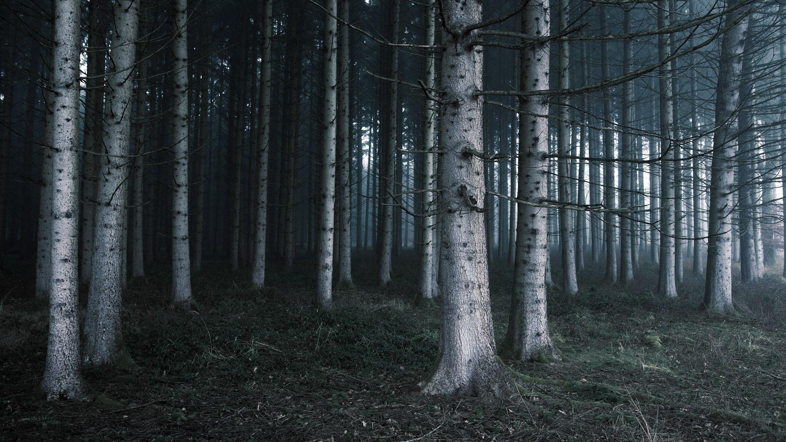 2560x1440 Wallpaper Trees, Nature Landscape, Fog .best